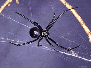 Southern Black Widow Spider Southern Black Widow Spider