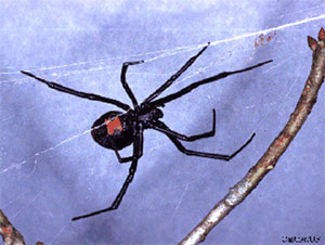 Southern Black Widow Spider Southern Black Widow Spider