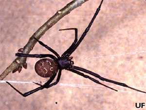 Brown Widow Spider Brown Widow Spider
