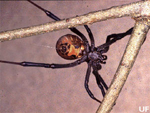 Brown Widow Spider Brown Widow Spider