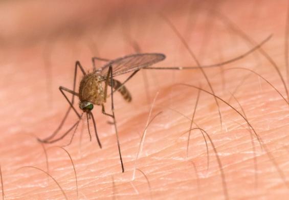 WEST NILE VIRUS WEST NILE VIRUS